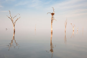 Arbres Morts - Elyane & Cedric Jacquet