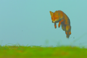 Renard - Julien Frizon