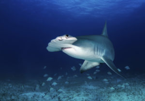 Requin Marteau - James Chevreuil
