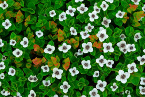 Eurasian bunchberry - Werner Bollmann