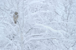 Ural Owl - Werner Bollmann