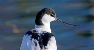 Avocette élégante - Georg Wietschorke