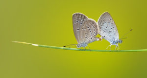 Papillons - Abdul Momin