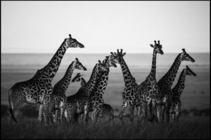 Une merveille d’ingéniosité - Laurent Baheux
