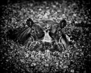 Méfiez-vous de l’eau qui dort… - Laurent Baheux