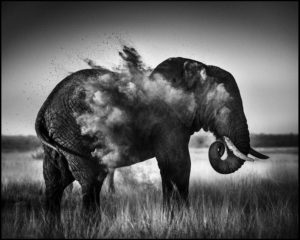 Le bon tuyau des éléphants - Laurent Baheux
