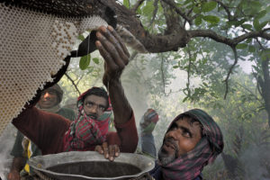 L’or des Sundarbans - Xavier Desmier