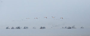 Melancholy Flight - G. et M. Mazille