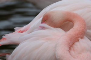 Flamant rose - Silke Befeld / SNPN - RNN de Camargue