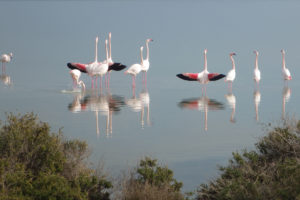 Parade nuptiale des flamants roses. RNN de Camargue - Silke Befeld / SNPN - RNN de Camargue