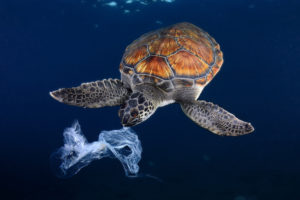 Tortue verte sur le point d'avaler un sac en plastique dérivant en mer, océan Atlantique, îles Canaries - Sergi Garcia Fernandez / Biosphoto