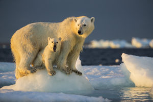 Maman ours polaire et son petit sur la banquise, Repulse Bay, Canada - Paul Souders / Biosphoto