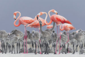 Flamants rouges nourrissant des jeunes dans la crèche, Río Lagartos, Mexique - Alejandro Prieto / Biosphoto