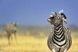 Zèbre des plaines, Etosha, Namibie - Massimiliano Sticca / Biosphoto