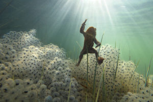Crapaud et pontes de grenouille, Jura, France - Michel Loup / Biosphoto