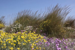 Les dunes de la RNN de Camargue - Silke Befeld. SNPN - RNN de Camargue