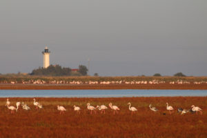 Le phare de La Gacholle. RNN de Camargue - Silke Befeld. SNPN - RNN de Camargue