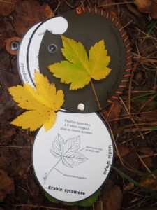L'éventail à empreintes "Arbres" - Pas de doits d'auteur