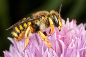 Ceci n'est pas une guêpe - l'anthidie à manchettes - © NJ VEREECKEN / SELECTIONS NATURELLES