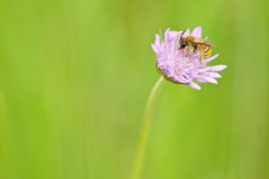 L'eucère endormie - © NJ VEREECKEN / SELECTIONS NATURELLES