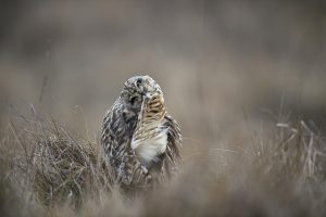 Hibou des marais - Thierry Lebert