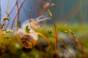 Escargot des jardins - Pascal Jahan