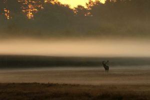 Cerf élaphe - Véronique Fleuriau