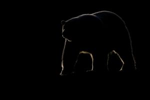 Ours polaire - Patrick kientz