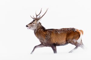 Cerf - Nicolas Periaut