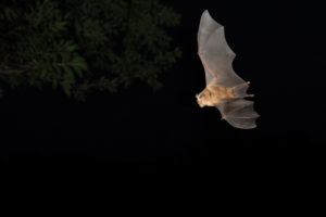 Grand rhinolophe vol - Luc Gizart