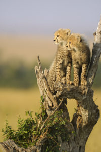 Fratrie - Cheetah For Ever