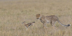 Leçon de chasse - Cheetah For Ever