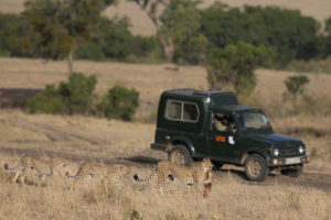 Surveillance - Cheetah For Ever
