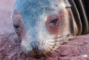 Otarie des Galapagos, Galapagos Sea Lion, Equateur - bruno pambour