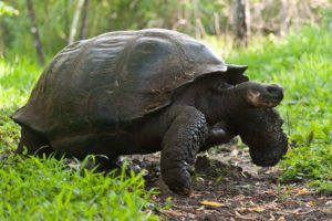 Tortue géante, Giant Tortoise Galapagos, Equateur - bruno pambour
