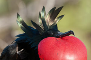 Frégate du Pacifique, Great Frigatebird, Galapagos, Equateur - bruno pambour