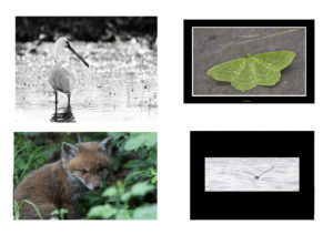 Le coup de coeur des photographes du Der - Fotaniflo Alfonse Husysmans Jean Luc Wolf Jean Philippe Robert