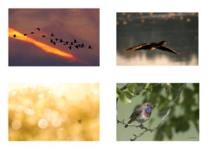 Le coup de coeur des photographes du Der - Sylvie Vanhove Thierry Colson Yohann Berry Pascal Philippe