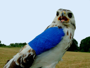 buse variable avec bandage - Dominique CRICKBOOM