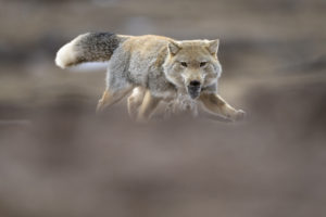 Renard du Tibet chassant un pika - Vincent Munier