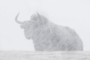 Yak sauvage - Vincent Munier