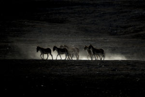Kiangs (ânes sauvages) - Vincent Munier
