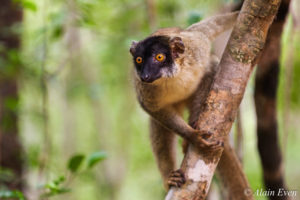 Afrique Australe: Botswana, Madagascar, Namibie, Zimbabwe - Alain Even