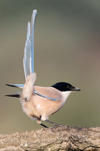 Pie bleue - Turismo Extremadura