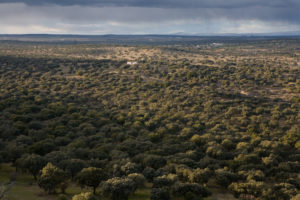 Dehesa typique - Turismo Extremadura
