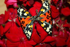 boucles papillons - non