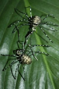 boucles araignées - non