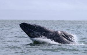 L’observation des baleines encourage les populations locales à protéger les cétacés et leurs habitats, soutient les économies en développement et crée des emplois au niveau local. - IFAW