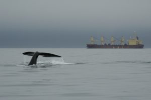 Le bruit créé par les bateaux, le matériel de pêche perdu et la vitesse des bateaux sont les trois plus grandes menaces des baleines en migration. - IFAW