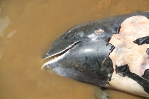 Les collisions avec les navires sont un grave problème de conservation et de bien-être pour de nombreuses populations de cétacés dans le monde. - IFAW